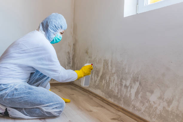 Licensed Black Mold Removal service in Weehawken, NJ - WQB Mold Removal