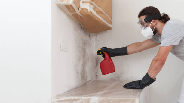 Professional Black Mold Removal technician working in Weehawken, NJ