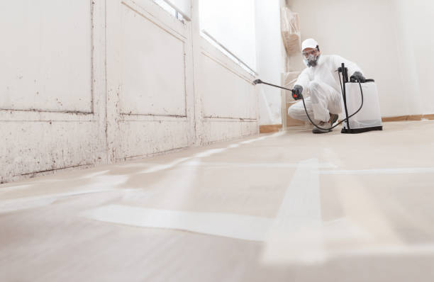 24/7 Emergency Black Mold Removal experts in Weehawken, NJ