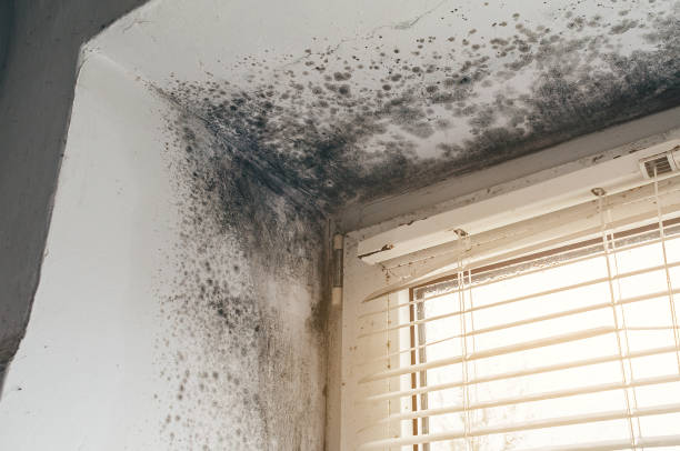 Affordable Black Mold Removal solutions in Weehawken, NJ